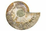 Cut & Polished Ammonite Fossil (Half) - Madagascar #345632-1